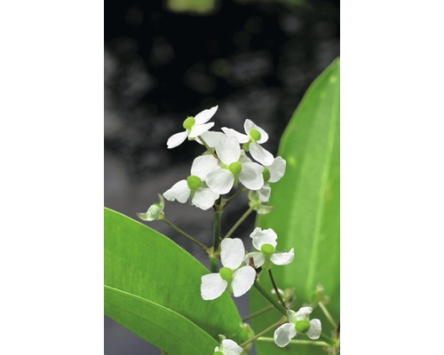 FLORASELF Smalbladig pijlkruid Sagittaria Graminea potmaat Ø 18.0 cm H 25-40 cm Pijlwortel plant met witte bloemen en groene bladeren