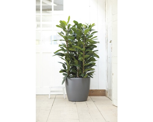 Kamerplant in een pot op een houten vloer