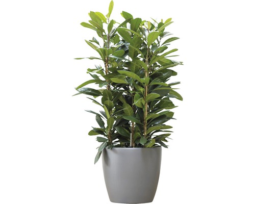 Laurierboom in pot als kamerplant
