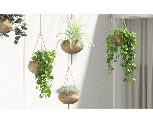 Decoratieve hangplanten in kokosnootschalen aan een muur