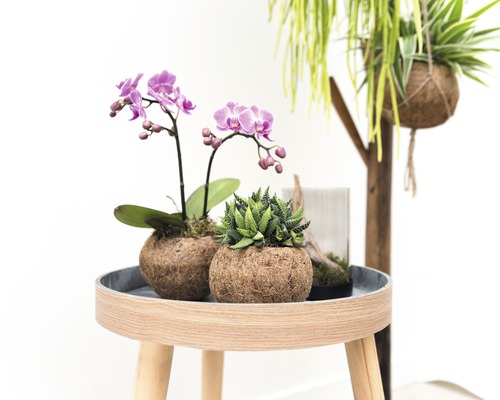 Decoratieve plantenarrangementen met orchideeën en vetplanten op een bijzettafel