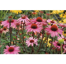 FLORASELF Zonnehoed Echinacea purpurea mix potmaat 3 liter H 10-30 cm