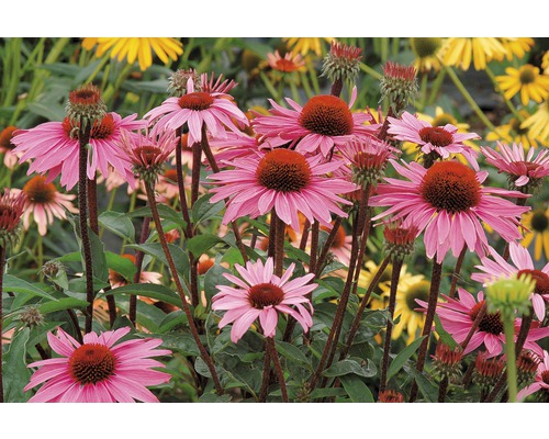 Close-up van roze bloeiende zonnehoed in de tuin.