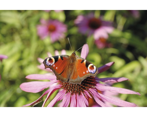 Pauwoogvlinder op een bloem