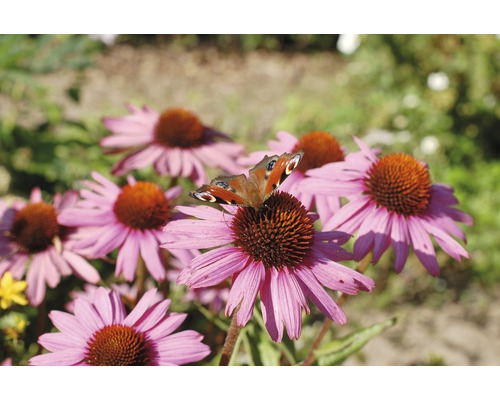 Pauwoogvlinder op purperrode zonnehoed