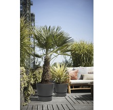 Scene met twee beplante, ronde plantenbakken op een houten terras