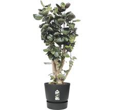 Kamerpotplant in een pot