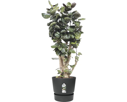 Kamerpotplant in een pot
