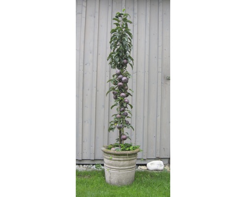 Zu appelboom met fruit in plantenbak