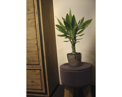 Geluksbamboe in pot op een kruk naast een kast