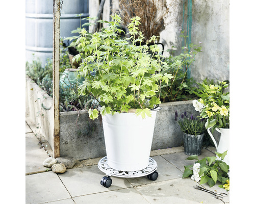 Tuin met plant in pot op rolwagen