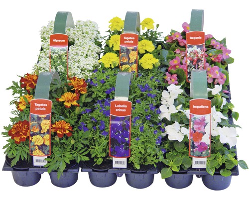 Bloemenmix in een zaaitray met Alyssum, Tagetes patula, Lobelia erinus, Begonia en Impatiens.