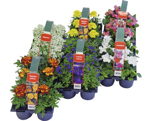FLORASELF Diverse soorten potmaat Ø 9.0 cm FLORASELF Diverse soorten potmaat Ø 9.0 cm