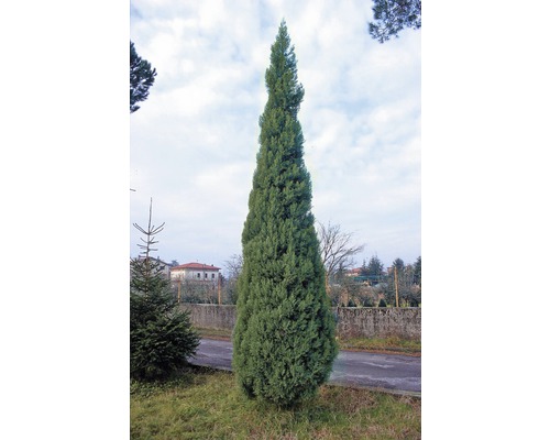 Italiaanse cipres in de tuin