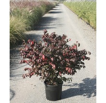 Struik in pot voor de tuin