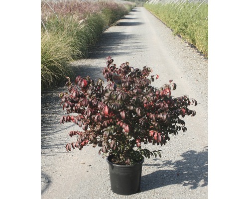 Struik in pot voor de tuin