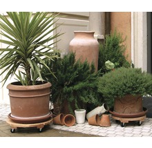 Plantenbakken op wielen met diverse planten en potten buitenshuis.