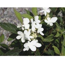 Bloeiwijze van sneeuwbalstruik met witte bloemen en groene bladeren