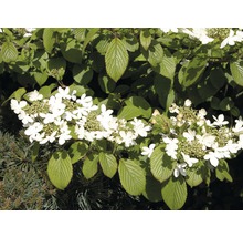 FLORASELF Japanse Sneeuwbal Viburnum plicatum 'Mariesii' potmaat Ø 23,0 cm H 40-60 cm