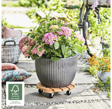Hortensia in een geribbelde plantenbak op een houten plantenroller buitenshuis. FSC logo.
