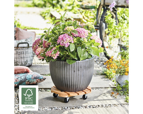 Hortensia in een geribbelde plantenbak op een houten plantenroller buitenshuis. FSC logo.
