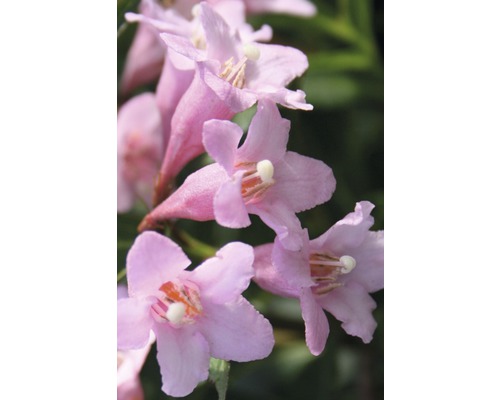 Close-up van roze bloeiende takken van de sierstruik