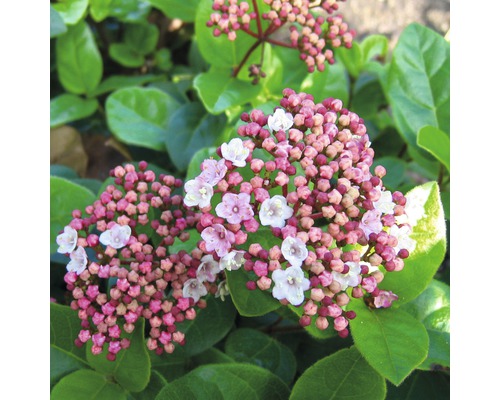 FLORASELF Sneeuwbal Viburnum tinus 'Lisarose' potmaat Ø 23,0 cm H 40-50 cm Close-up van een Viburnum tinus plant met bloemen