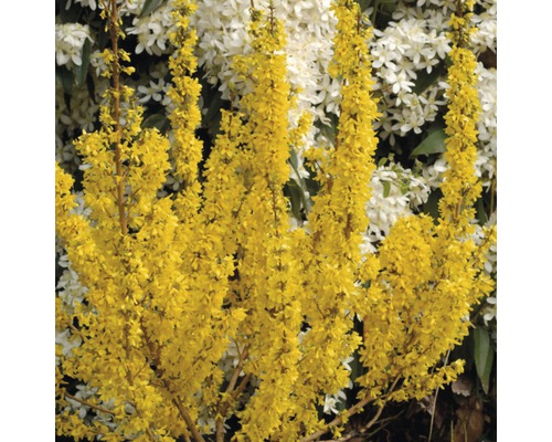 FLORASELF® Chinees Klokje Forsythia intermedia 'Mikador' potmaat Ø20 cm