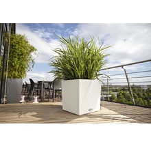 Vierkante kunststof plantenbak met groene plant op een terras