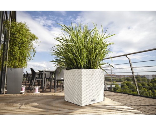 Vierkante kunststof plantenbak met groene plant op een terras