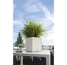 Vierkante plantenbak met groene planten op een tafel buiten