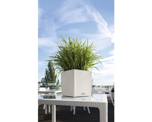 Vierkante plantenbak met groene planten op een tafel buiten