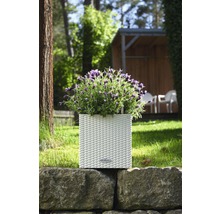 Bloempot met lavendel op een stenen muur in de tuin