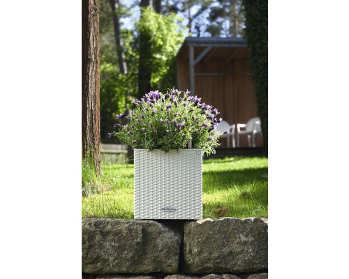 Bloempot met lavendel op een stenen muur in de tuin
