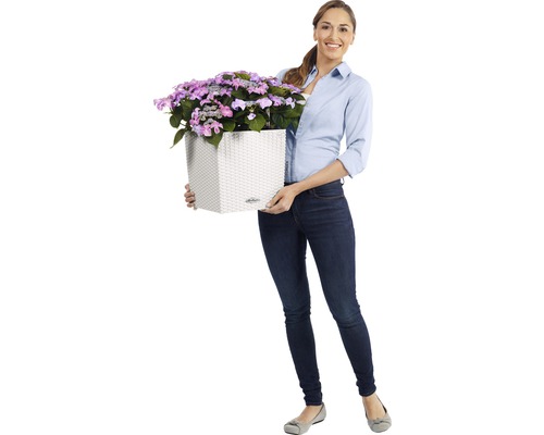 Vrouw houdt een vierkante bloempot vast met paarse hortensia''s
