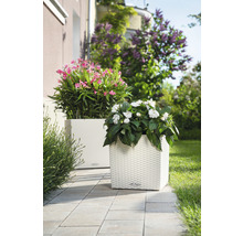 Twee vierkante plantenbakken met bloemen op een terras.