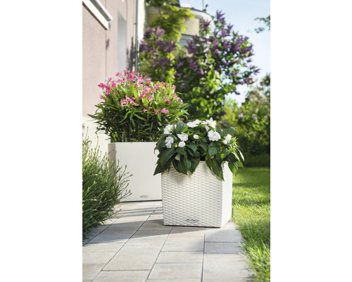 Twee vierkante plantenbakken met bloemen op een terras.