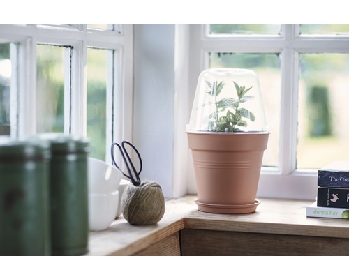 Bloempot met afdekking en plant op een vensterbank