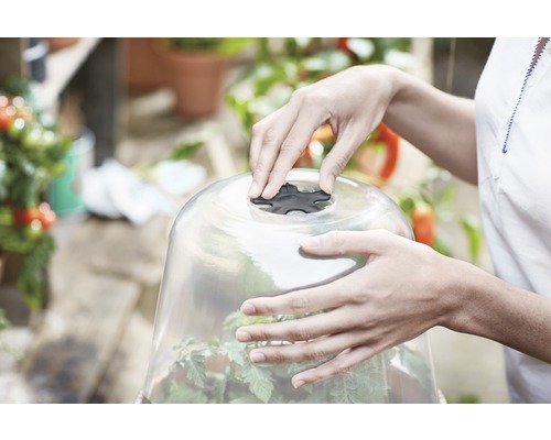 Persoon sluit een transparante kweekstolp met ventilatieregelaar over een plant.