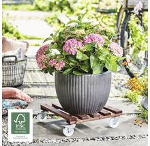 Hortensia in pot op plantenroller met wielen buitenshuis