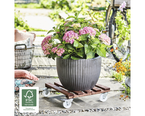 Hortensia in pot op plantenroller met wielen buitenshuis