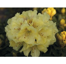 Close-up van een gele rododendronbloem