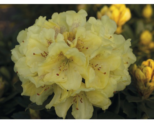FLORASELF Rhododendron Rhododendron Hybride geel potmaat 5 liter H 30-40 cm Close-up van een gele rododendronbloem