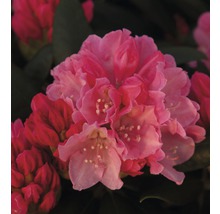 Close-up van een rododendronbloem
