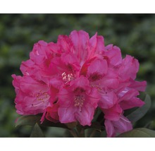 Close-up van een rododendronbloem