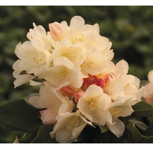Close-up van een rododendronbloem