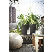 Scene met twee planten in plantenbakken op een terras met houten vloer
