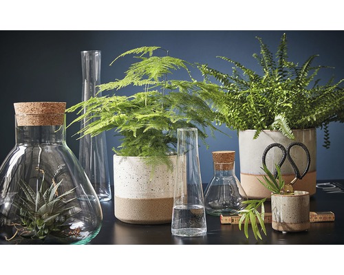 Decoratieve opstelling met kamerplanten in potten en glazen vazen op een tafel.