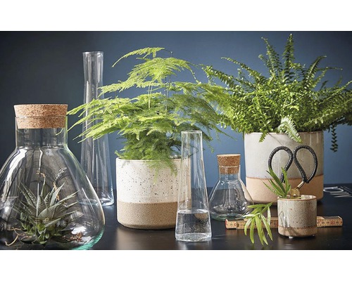 Decoratieve opstelling van kamerplanten in diverse potten en vazen.