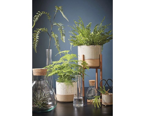 Arrangement van diverse kamerplanten en decoratieve glazen vazen op een tafel.